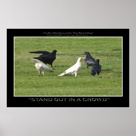 "STAND OUT" WITTE RAVENS Motivatie foto's Poster (Voorkant)