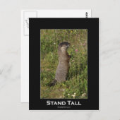 Stand Tall Marmot Briefkaart (Voorkant / Achterkant)