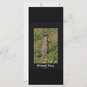Stand Tall Marmot Kaart