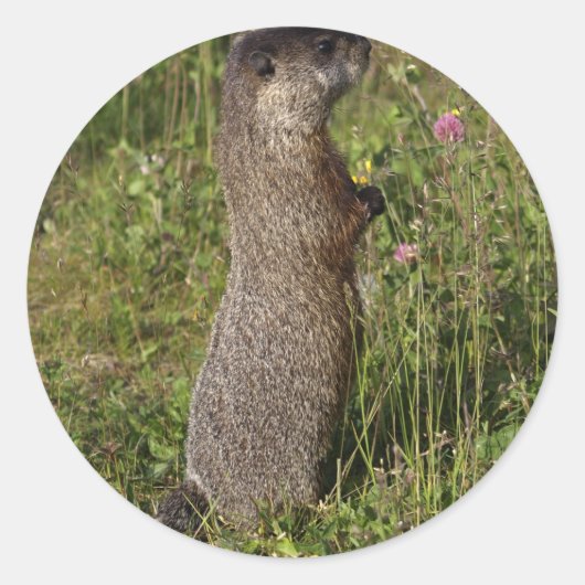 Stand Tall Marmot Sticker (Voorkant)