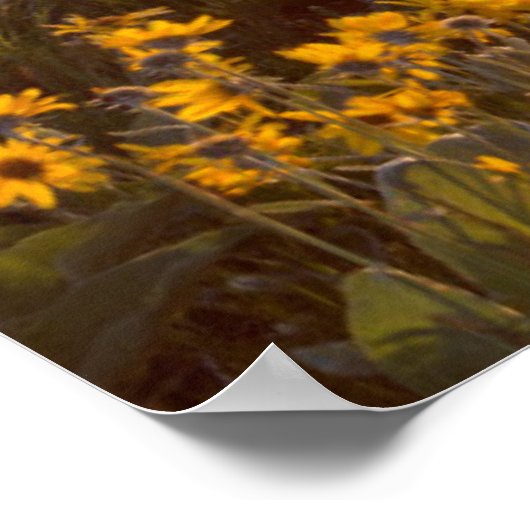 Stand van de wilde bloemen van Arrowleaf Balsamroo Poster (Hoek)