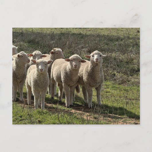 Standaard briefkaart (Voorkant)