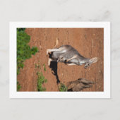 Standaard briefkaart (Voorkant)