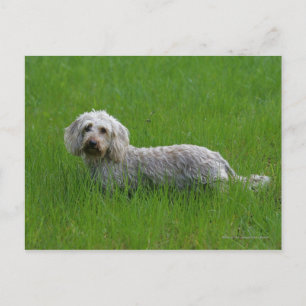 Standaard dachshund met wierharing in gras briefkaart