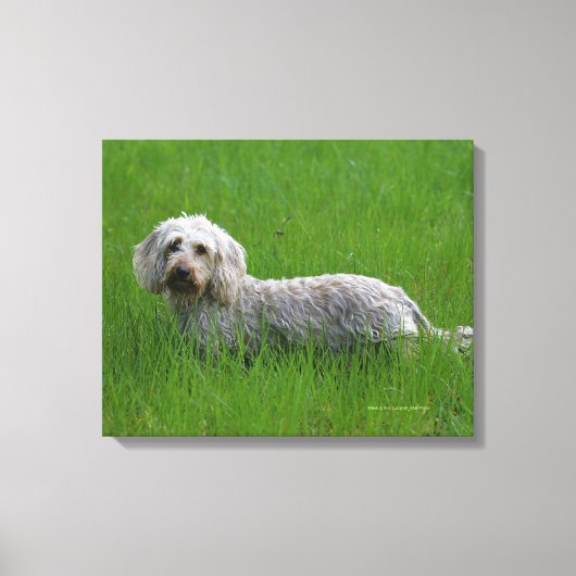 Standaard dachshund met wierharing in gras canvas afdruk (Voorkant)