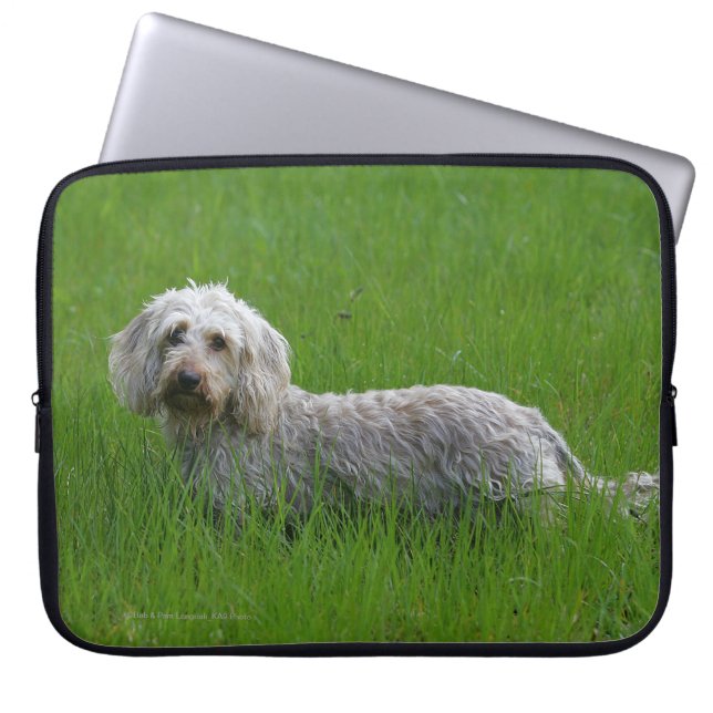 Standaard dachshund met wierharing in gras laptop sleeve (Voorkant)