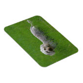 Standaard dachshund met wierharing in gras magneet (Rechterzijde)