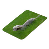 Standaard dachshund met wierharing in gras magneet (Linkerzijde)