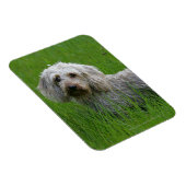 Standaard dachshund met wierharing in gras magneet (Rechterzijde)