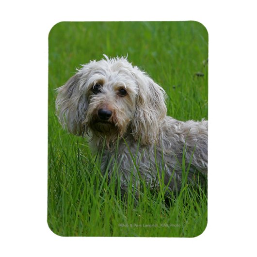 Standaard dachshund met wierharing in gras magneet (Verticaal)