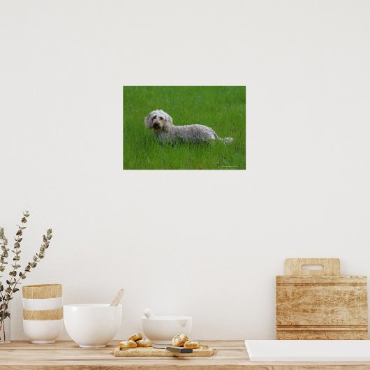 Standaard dachshund met wierharing in gras poster (Keuken)