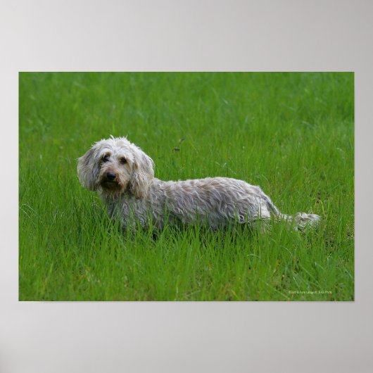 Standaard dachshund met wierharing in gras poster (Voorkant)