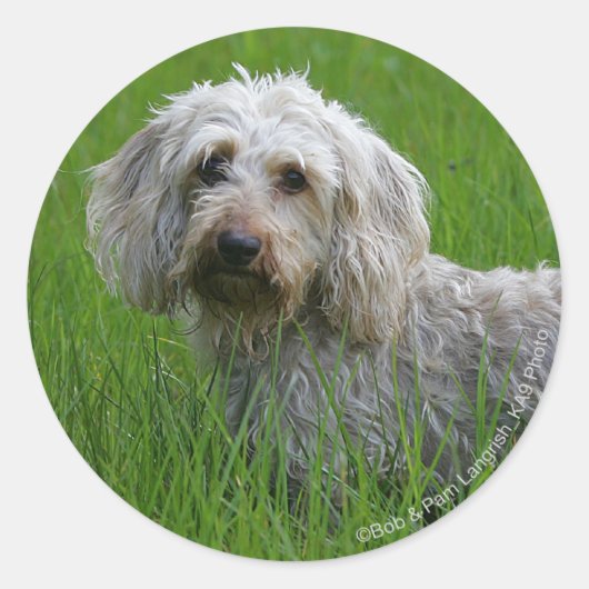 Standaard dachshund met wierharing in gras ronde sticker (Voorkant)