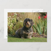 Standaard Dachshund met wirespeed Briefkaart (Voorkant / Achterkant)