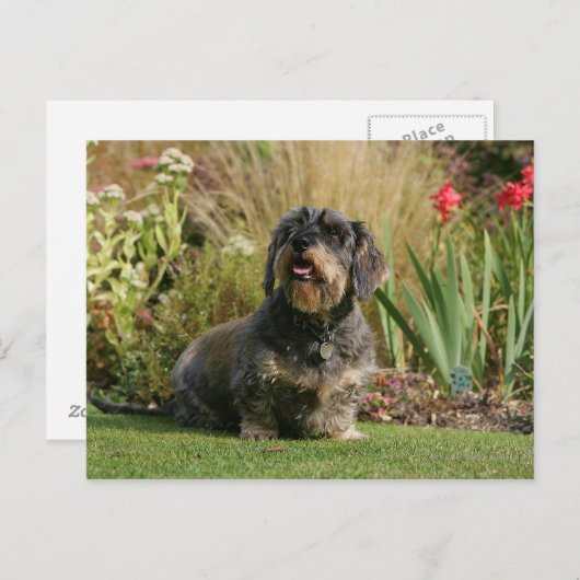 Standaard Dachshund met wirespeed Briefkaart (Voorkant / Achterkant)