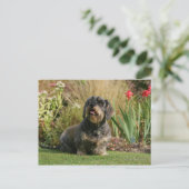 Standaard Dachshund met wirespeed Briefkaart (Staand voorkant)