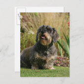 Standaard Dachshund met wirespeed Briefkaart (Voorkant / Achterkant)