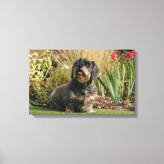 Standaard Dachshund met wirespeed Canvas Afdruk (Voorkant)