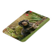 Standaard Dachshund met wirespeed Magneet (Linkerzijde)