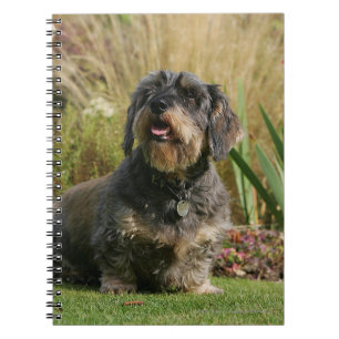 Standaard Dachshund met wirespeed Notitieboek