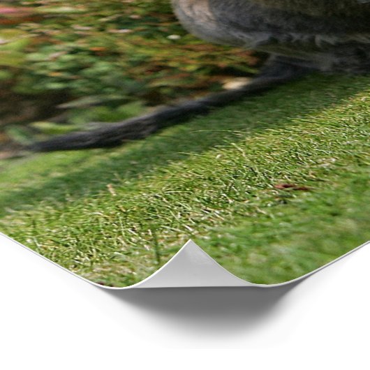 Standaard Dachshund met wirespeed Poster (Hoek)