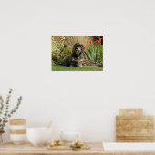 Standaard Dachshund met wirespeed Poster (Keuken)