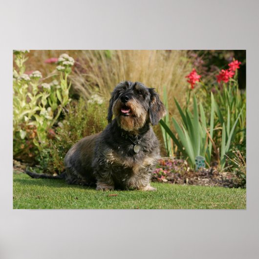 Standaard Dachshund met wirespeed Poster (Voorkant)