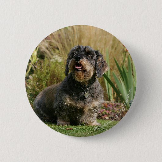 Standaard Dachshund met wirespeed Ronde Button 5,7 Cm (Voorkant)