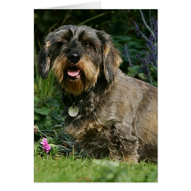 Standaard Dachshund-spits met aderharing (Voorkant)