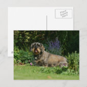 Standaard Dachshund-spits met aderharing Briefkaart (Voorkant / Achterkant)