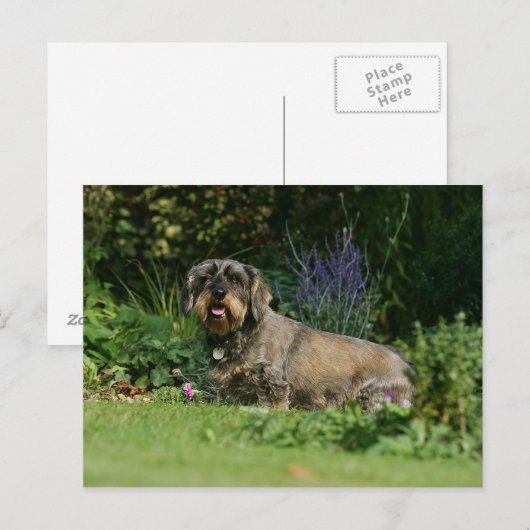 Standaard Dachshund-spits met aderharing Briefkaart (Voorkant / Achterkant)