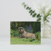Standaard Dachshund-spits met aderharing Briefkaart (Staand voorkant)