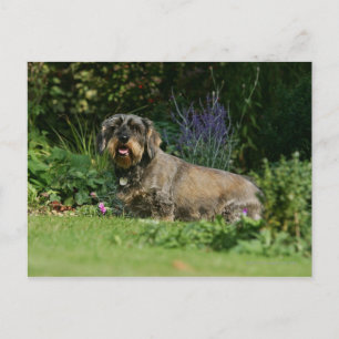 Standaard Dachshund-spits met aderharing Briefkaart