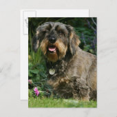 Standaard Dachshund-spits met aderharing Briefkaart (Voorkant / Achterkant)