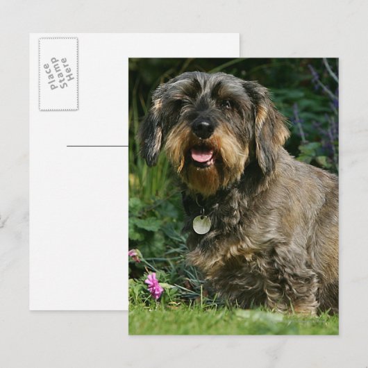 Standaard Dachshund-spits met aderharing Briefkaart (Voorkant / Achterkant)