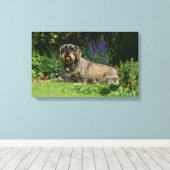 Standaard Dachshund-spits met aderharing Canvas Afdruk (Insitu (Houten vloer))