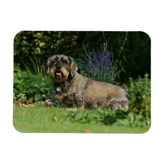 Standaard Dachshund-spits met aderharing Magneet (Horizontaal)