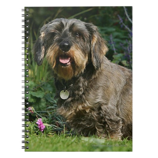 Standaard Dachshund-spits met aderharing Notitieboek (Voorkant)