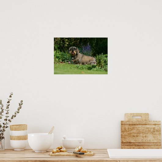 Standaard Dachshund-spits met aderharing Poster (Keuken)