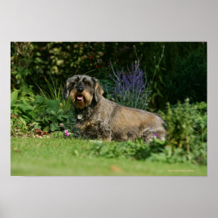 Standaard Dachshund-spits met aderharing Poster