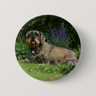 Standaard Dachshund-spits met aderharing Ronde Button 5,7 Cm