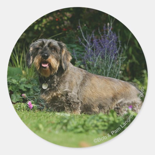 Standaard Dachshund-spits met aderharing Ronde Sticker (Voorkant)
