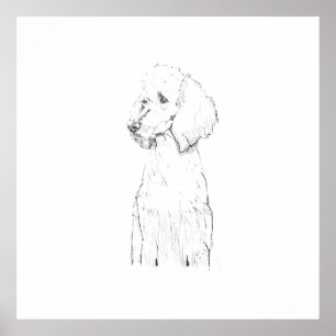 Standaard Poodle-hondillustratie  Poster