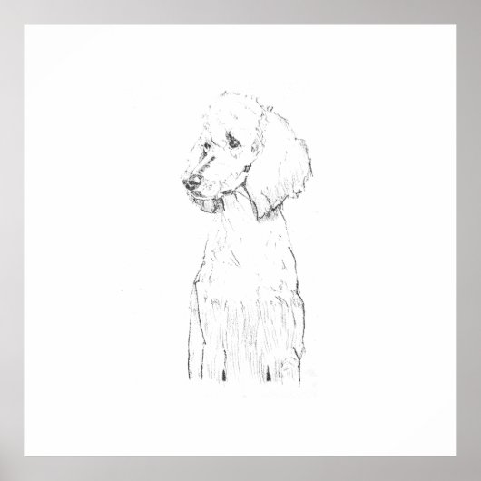 Standaard Poodle-hondillustratie  Poster (Voorkant)