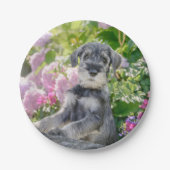 Standaard Schnauzer Puppy in een bloeiende tuin Papieren Bordje (Voorkant)