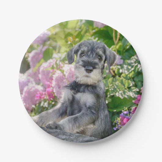 Standaard Schnauzer Puppy in een bloeiende tuin Papieren Bordje (Voorkant)
