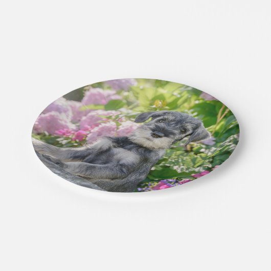 Standaard Schnauzer Puppy in een bloeiende tuin Papieren Bordje (Gekanteld)