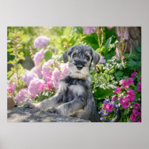 Standaard Schnauzer Puppy in een bloeiende tuin Poster