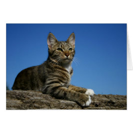 [Standaardkatteportret] - Elke Occasiekaart