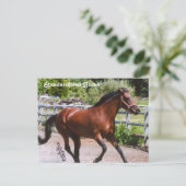 standaardpaard-Briefkaart Briefkaart (Staand voorkant)